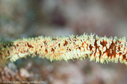 BD-111123-Raja-Ampat-5068-Dasycaris-zanzibarica.-Bruce.-1973-[Whip-Coral-Shrimp].jpg